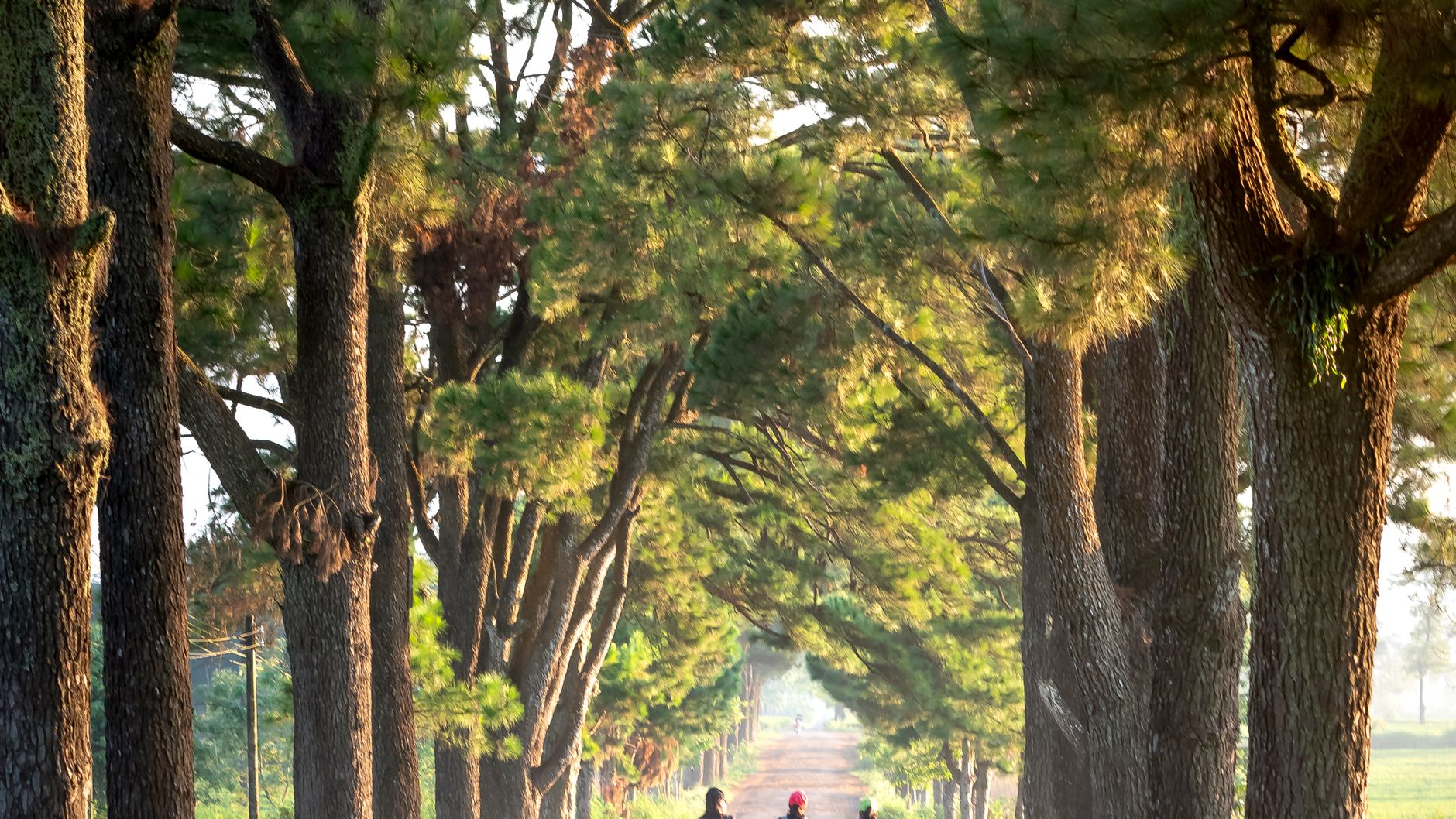 Cyclists far down a quiet road lined with tall pine trees in morning light (illustrative stock photo)