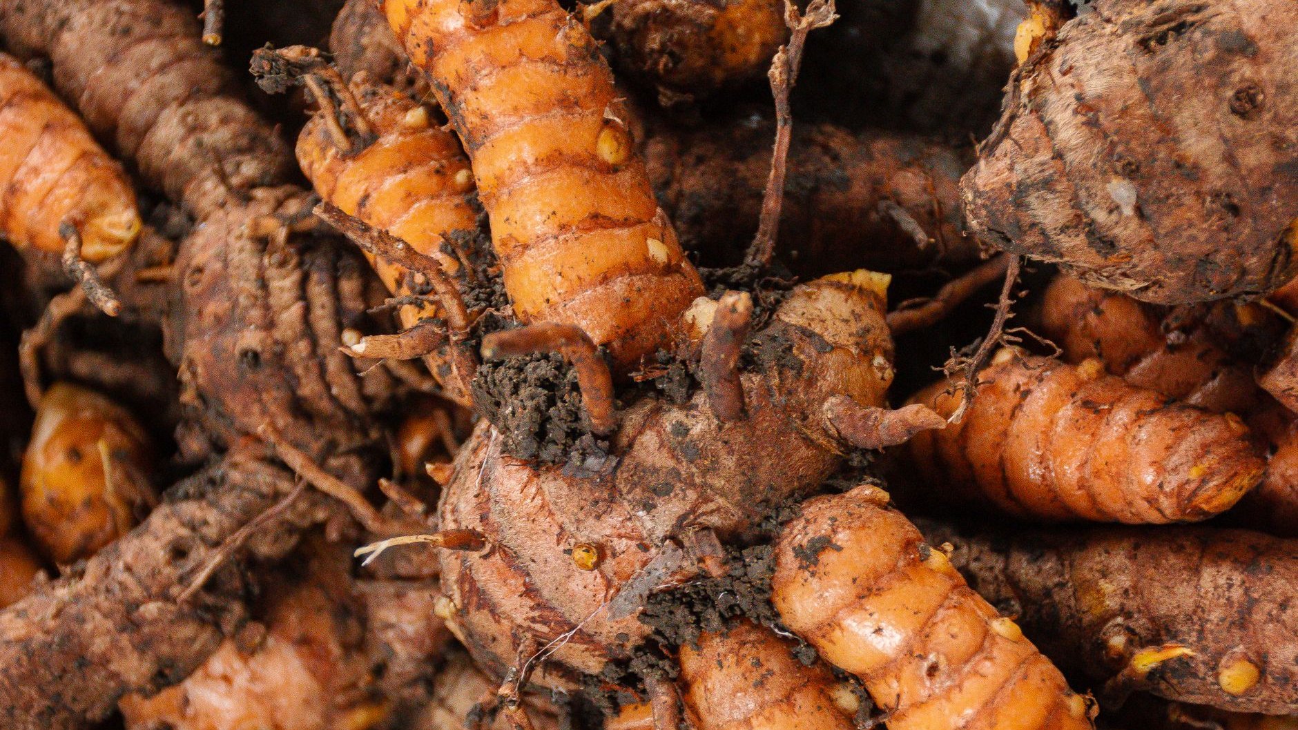 A pile of freshly harvested turmeric roots with soil still on them (illustrative stock photo)